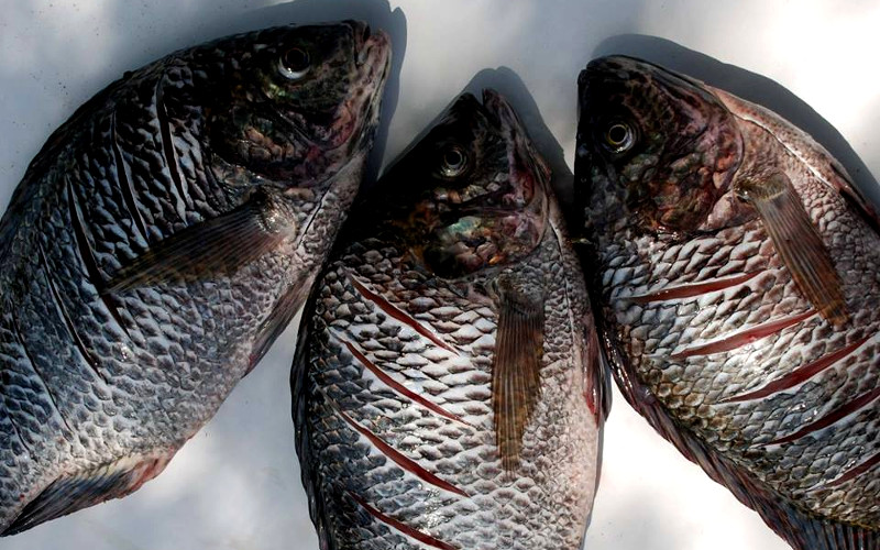 African Blue Poa Tilapia Sales